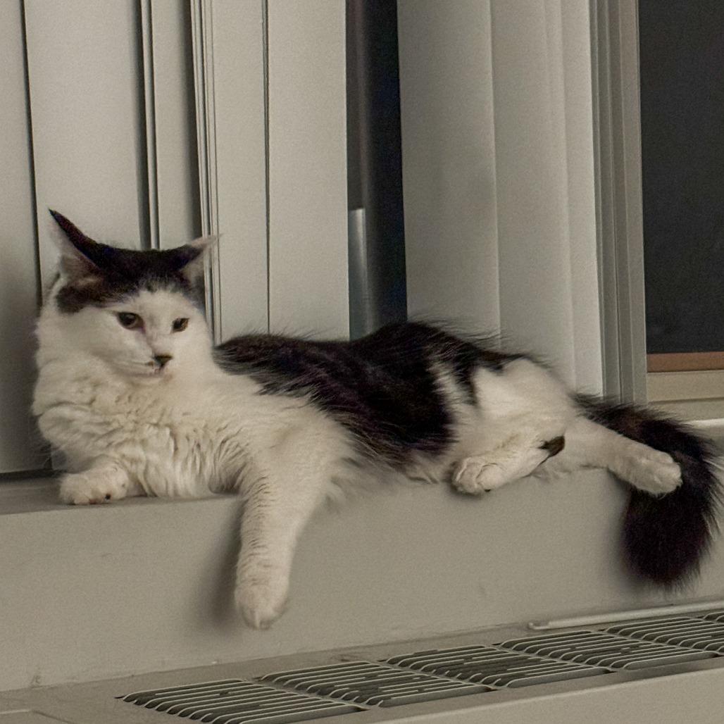 Enlarge D&D: Diva (aka Purrito), a Adoptable Domestic Short Hair in Falls Church, VA image 6/6