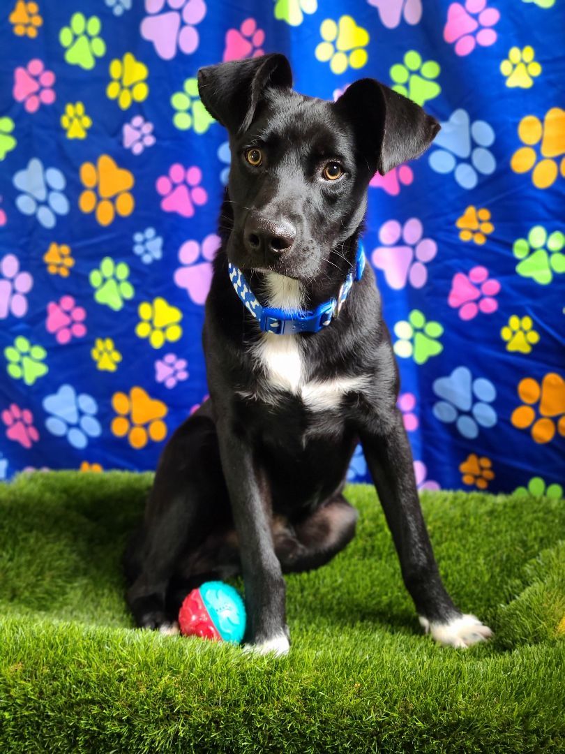 Kylian, a Adoptable mixed breed in Barranquitas, PR image 1/10