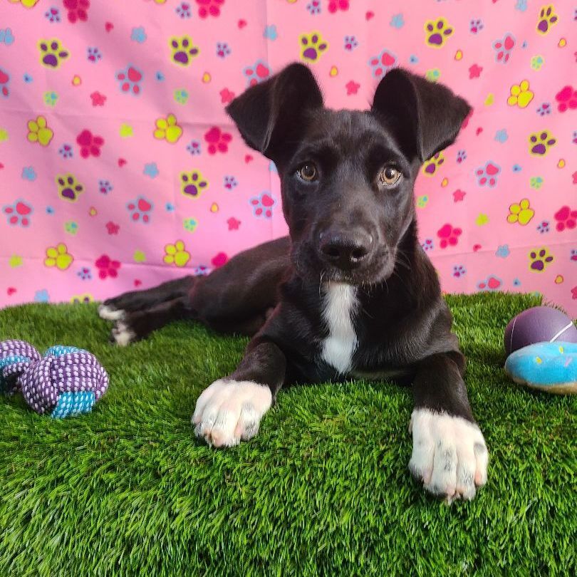 Kylian, a Adoptable mixed breed in Barranquitas, PR image 2/10