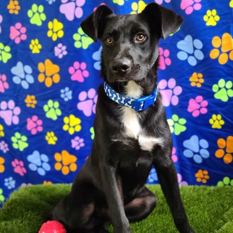 Kylian, a Adoptable mixed breed in Barranquitas, PR image 4/10