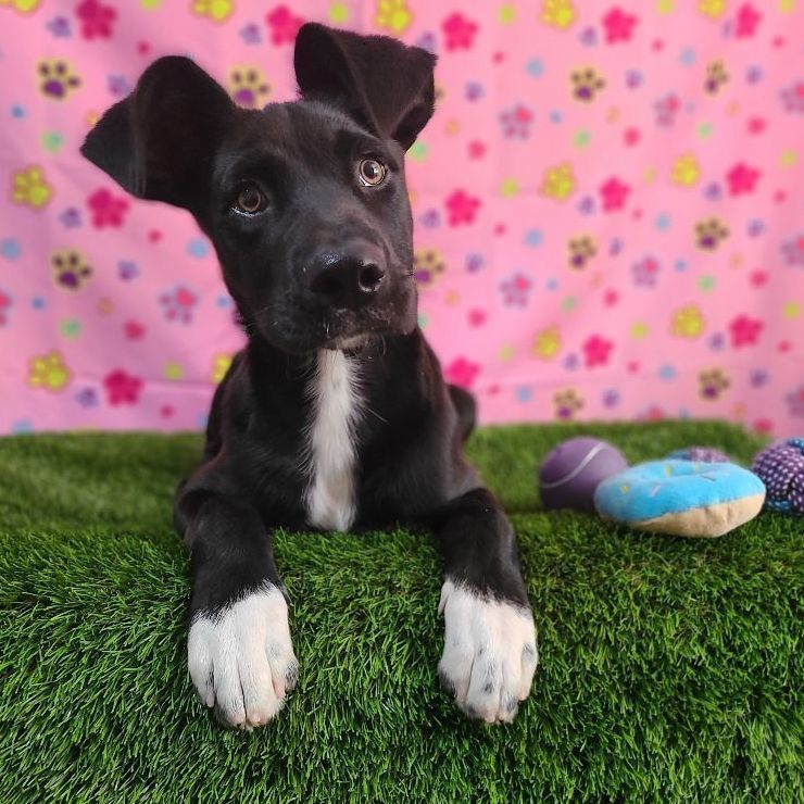 Kylian, a Adoptable mixed breed in Barranquitas, PR image 5/10