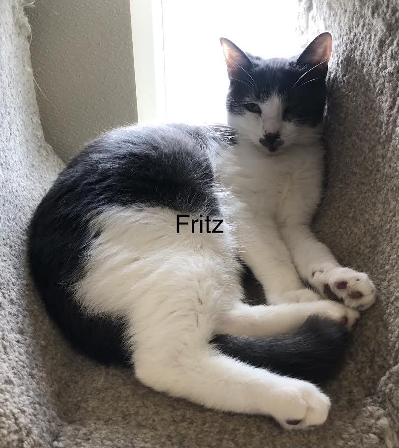 Fritz, Adoptable, Young Male Domestic Short Hair.