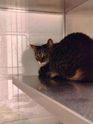 Candy Apple, Adoptable, Adult Female Domestic Short Hair & Domestic Short Hair.