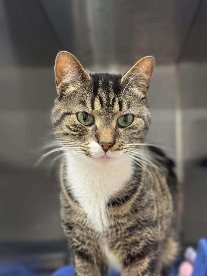 Candy Apple, a Adoptable Domestic Short Hair in Gastonia, NC image 2/3