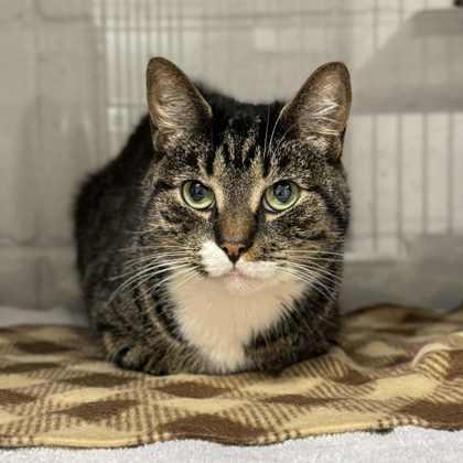 Enlarge Candy Apple, a Adoptable Domestic Short Hair in Gastonia, NC image 3/3