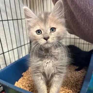 Orchard, Adopted, Kitten Female Domestic Medium Hair.