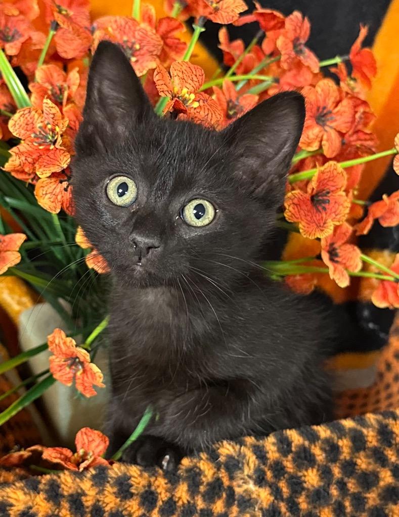 3/31/26 Joey, Adoptable, Kitten Male Domestic Short Hair.