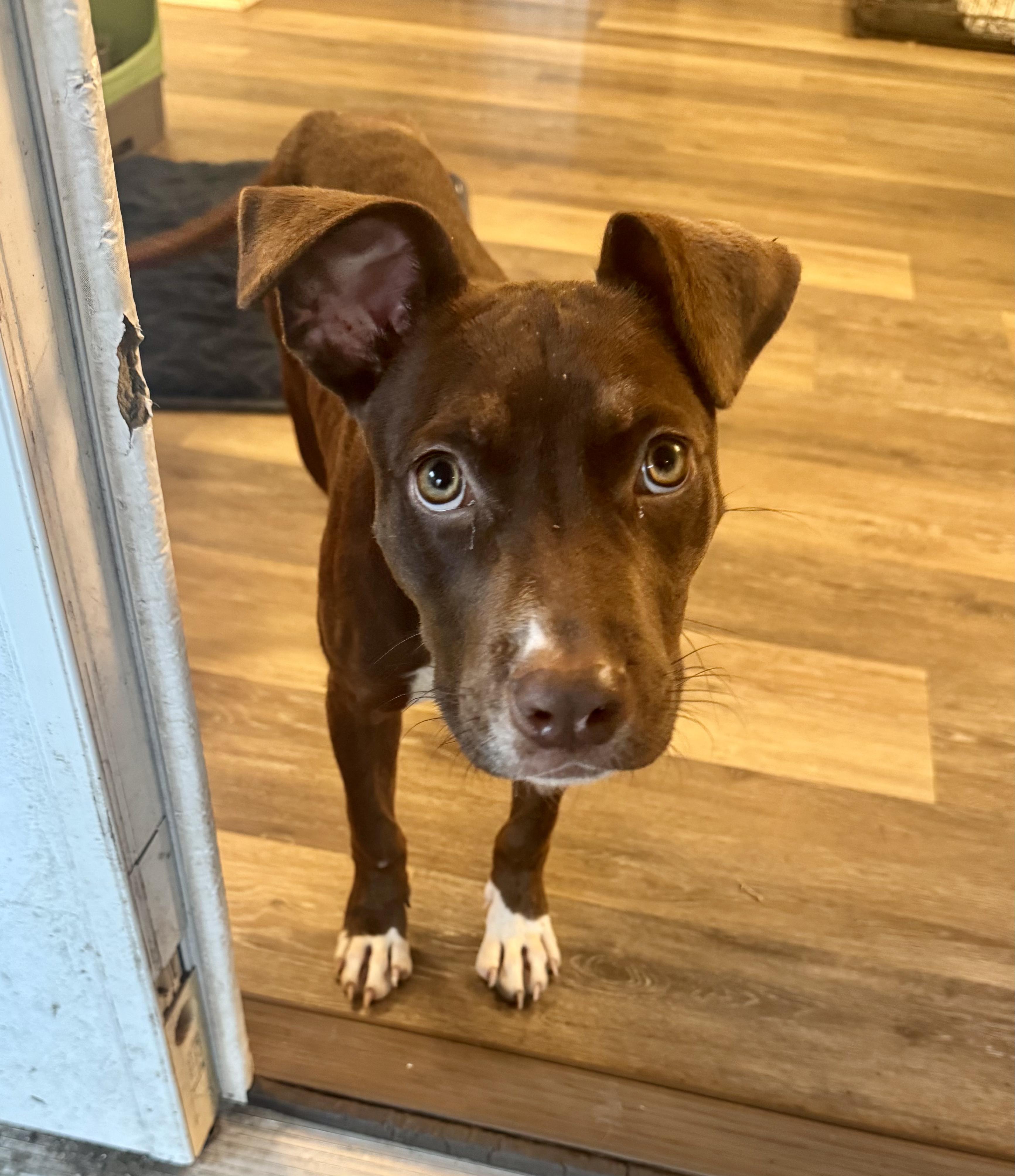 Enlarge Squirt, a ADOPTABLE mixed breed in New Orleans, LA image 2/5