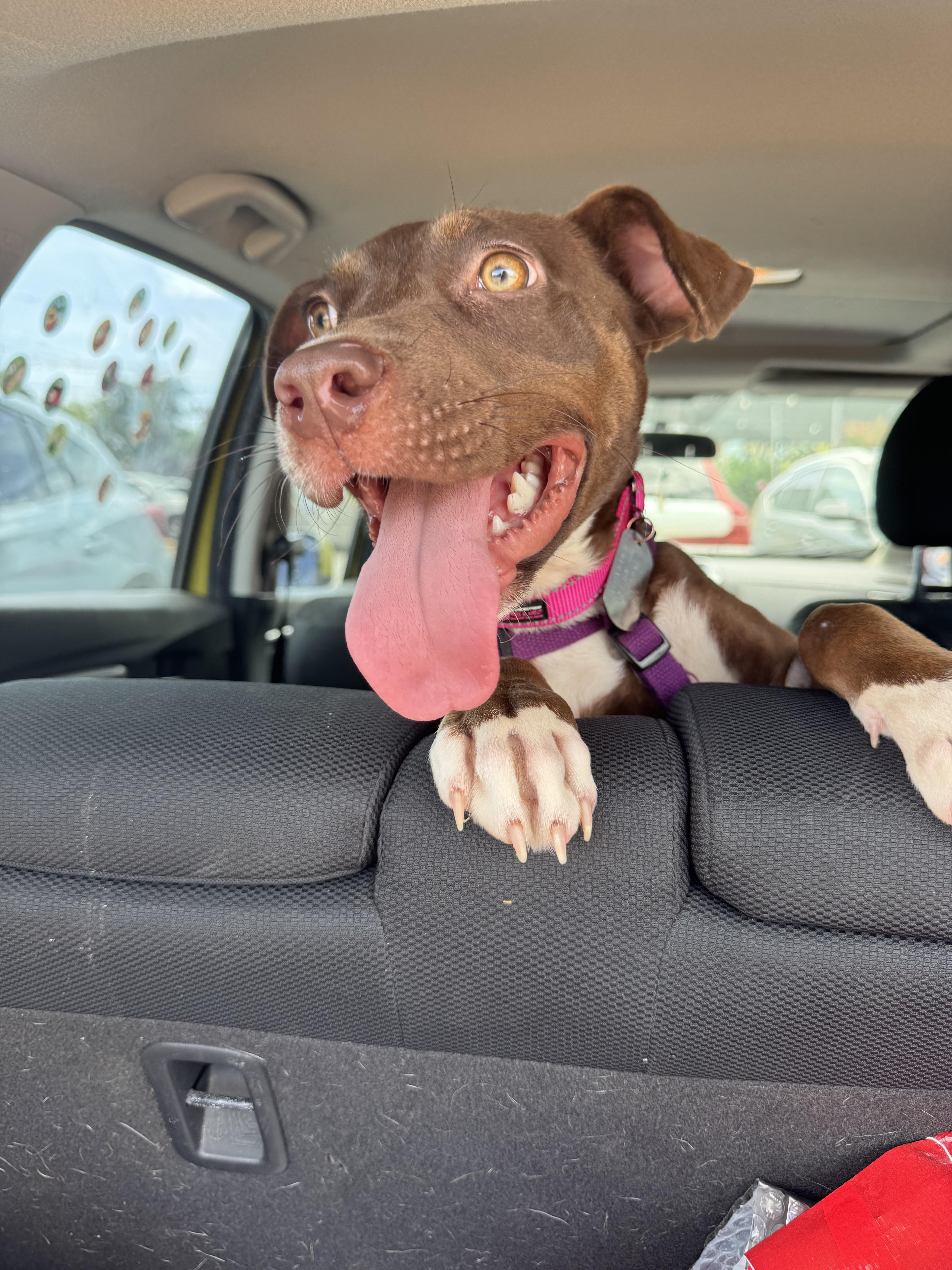 Enlarge Squirt, a ADOPTABLE mixed breed in New Orleans, LA image 4/5