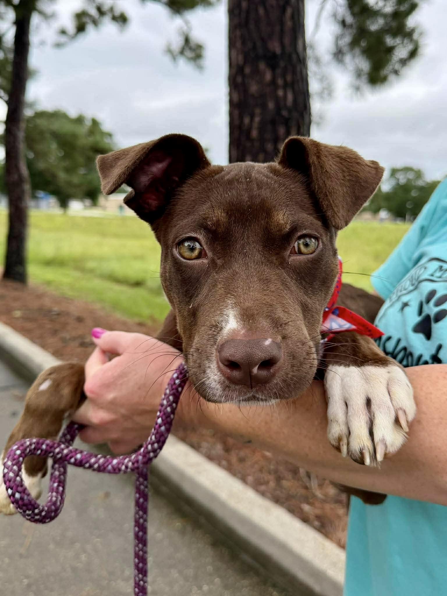 Enlarge Squirt, a ADOPTABLE mixed breed in New Orleans, LA image 1/5