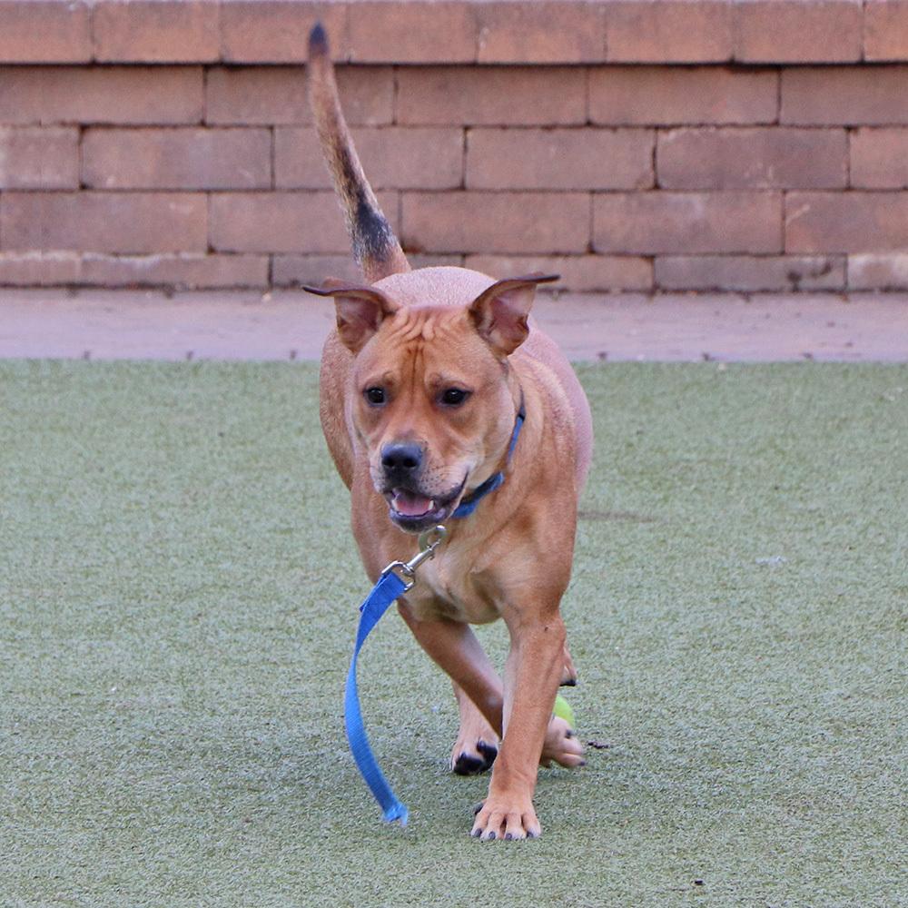 Kevin, a Adoptable mixed breed in Port Washington, NY image 2/5