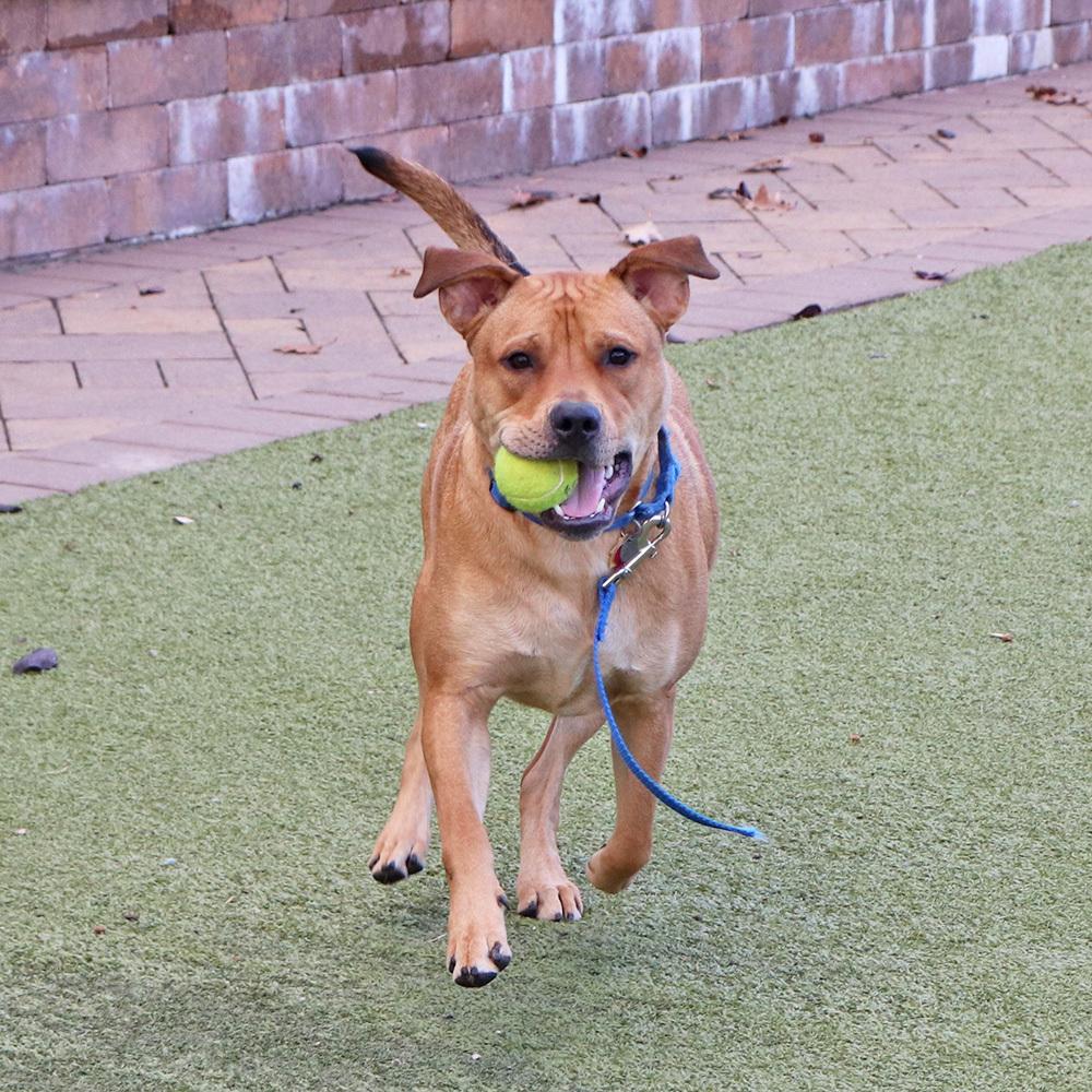 Kevin, a Adoptable mixed breed in Port Washington, NY image 3/5