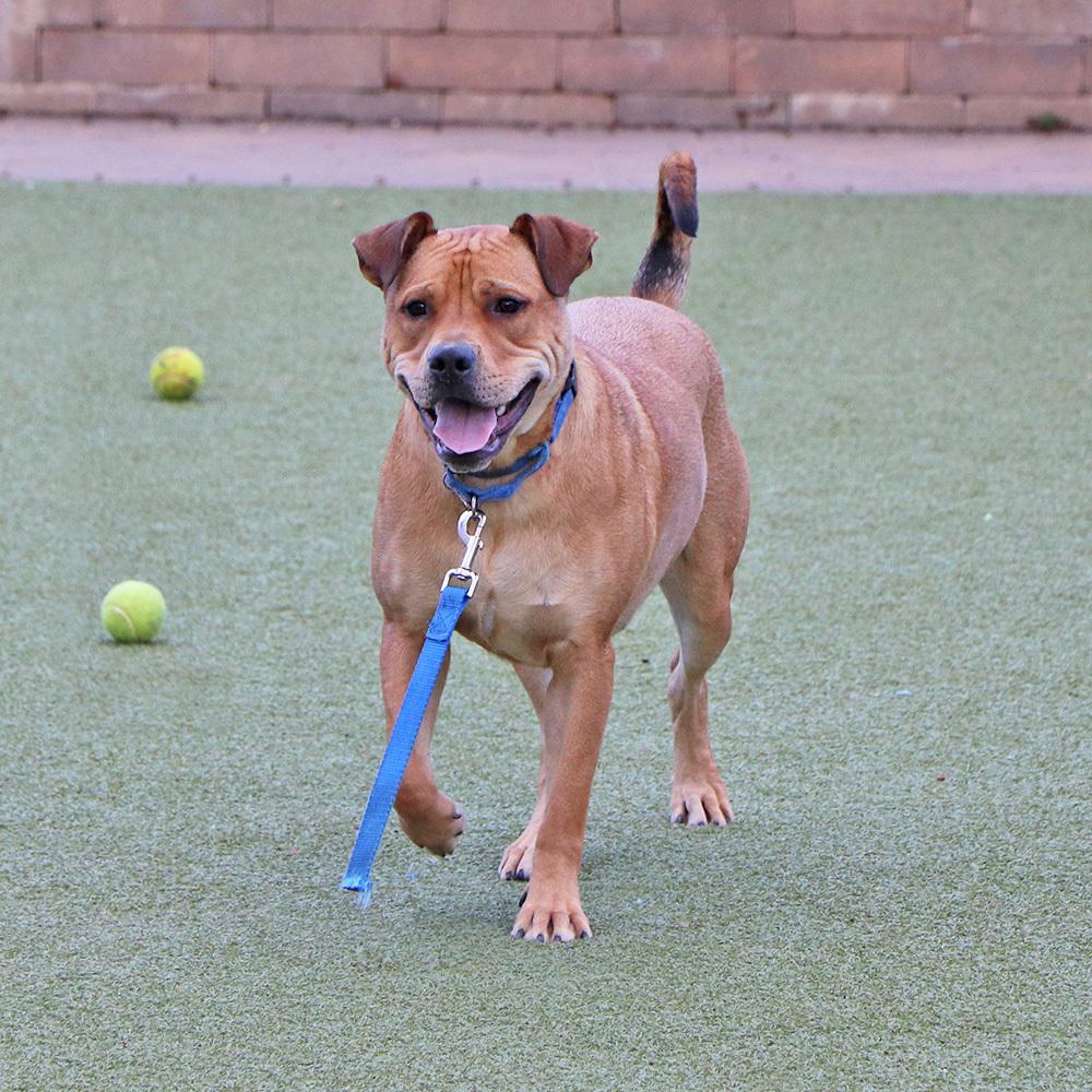 Kevin, a Adoptable mixed breed in Port Washington, NY image 4/5