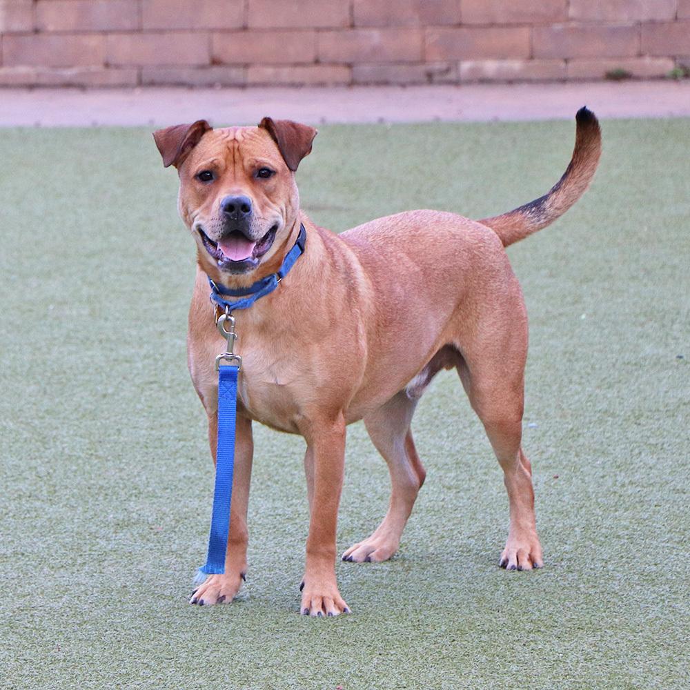 Kevin, a Adoptable mixed breed in Port Washington, NY image 5/5