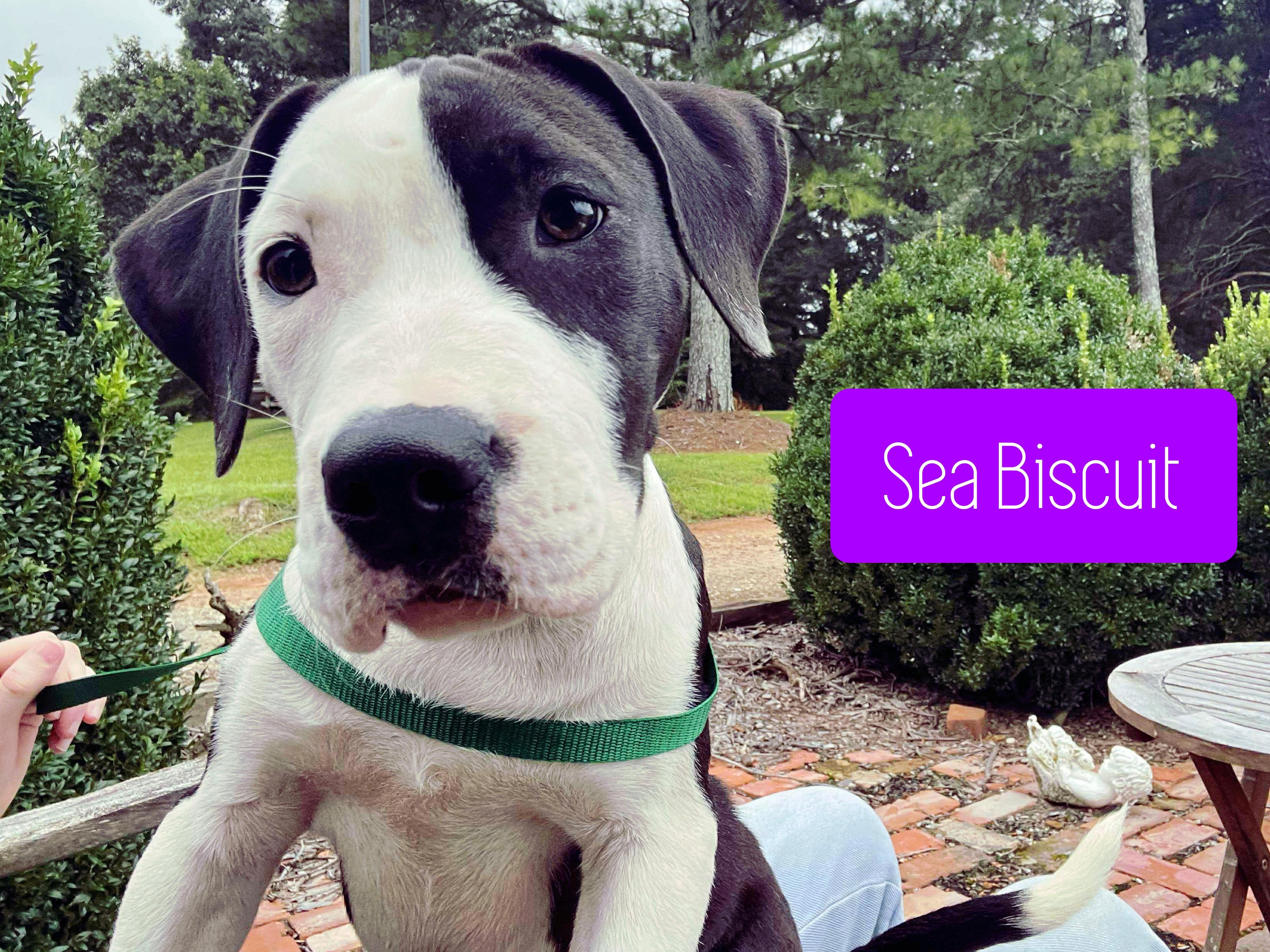 Enlarge Sea Biscuit, a Adopted mixed breed in Stockbridge, GA image 3/4