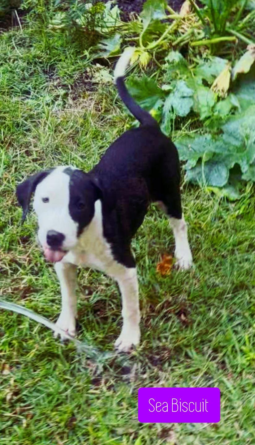 Enlarge Sea Biscuit, a Adopted mixed breed in Stockbridge, GA image 1/4