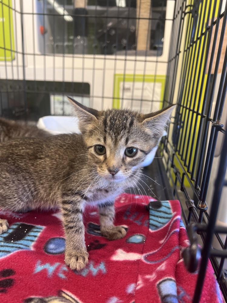 Otto ( Otto and Theo) yellow collar, Adoptable, Kitten Male Domestic Short Hair.
