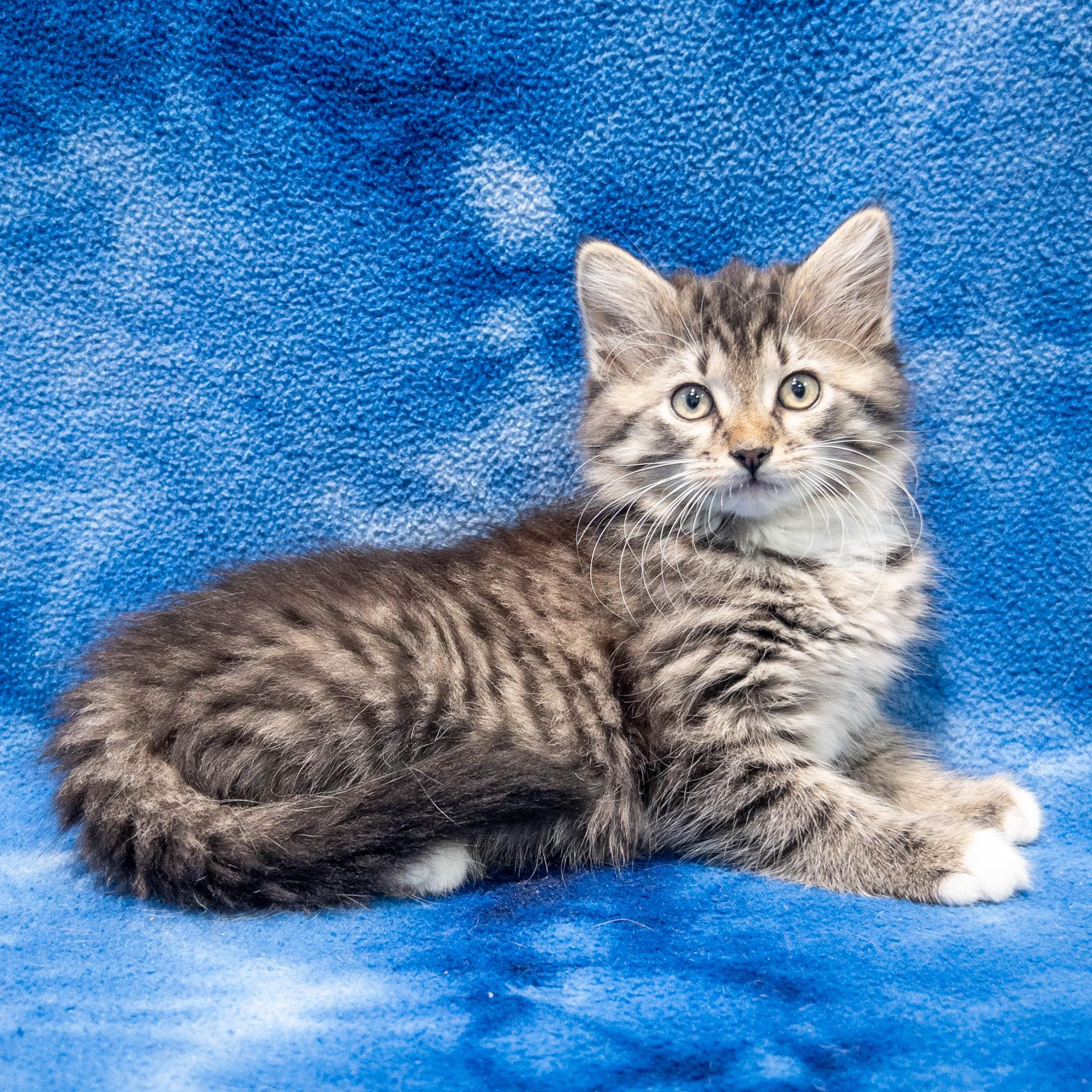 Enlarge Carli, a Adoptable mixed breed in Overland Park, KS image 3/3