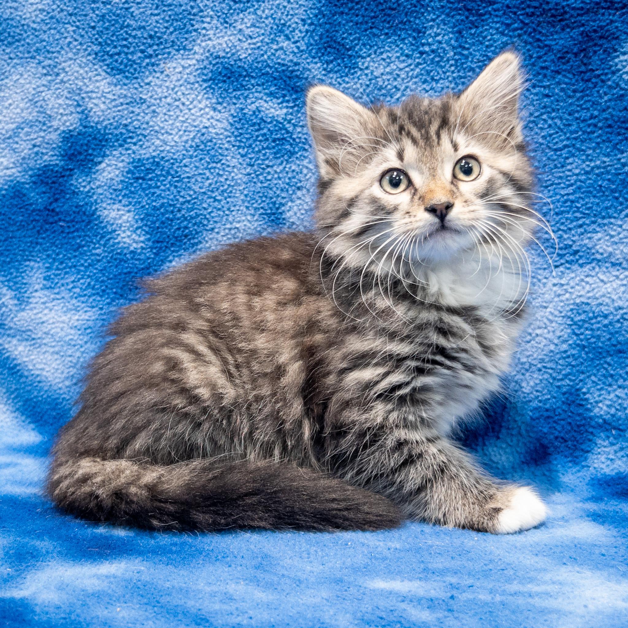 Carli, Adoptable, Kitten Female Domestic Long Hair.