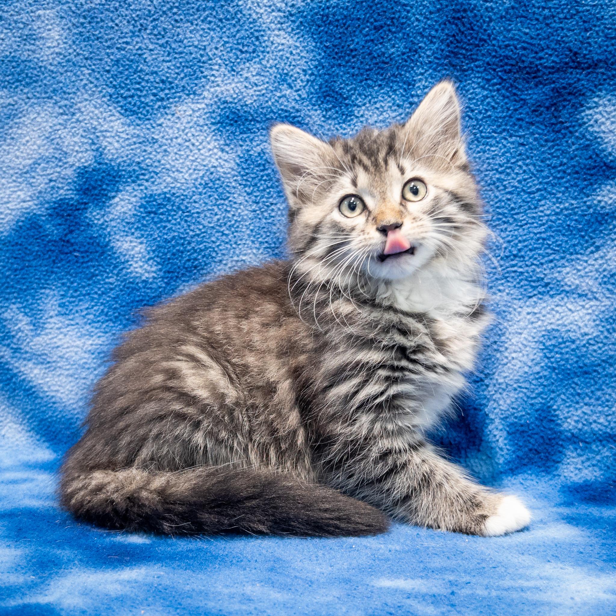 Enlarge Carli, a Adoptable mixed breed in Overland Park, KS image 2/3