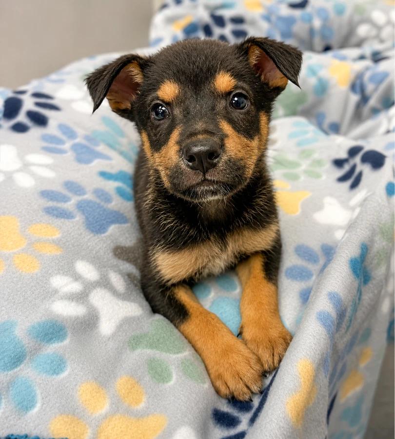 Tank, Adopted, Puppy Male Mixed Breed.
