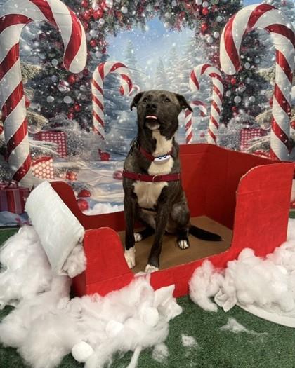 Maximilian, Adoptable, Adult Male Mixed Breed.