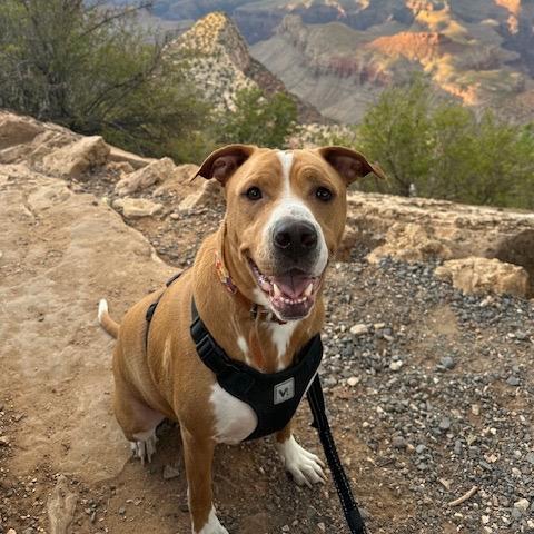 Enlarge Boone, a Adoptable mixed breed in Dallas, TX image 1/3