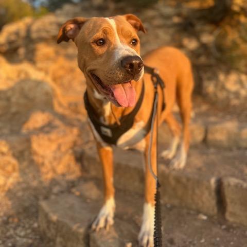 Enlarge Boone, a Adoptable mixed breed in Dallas, TX image 2/3