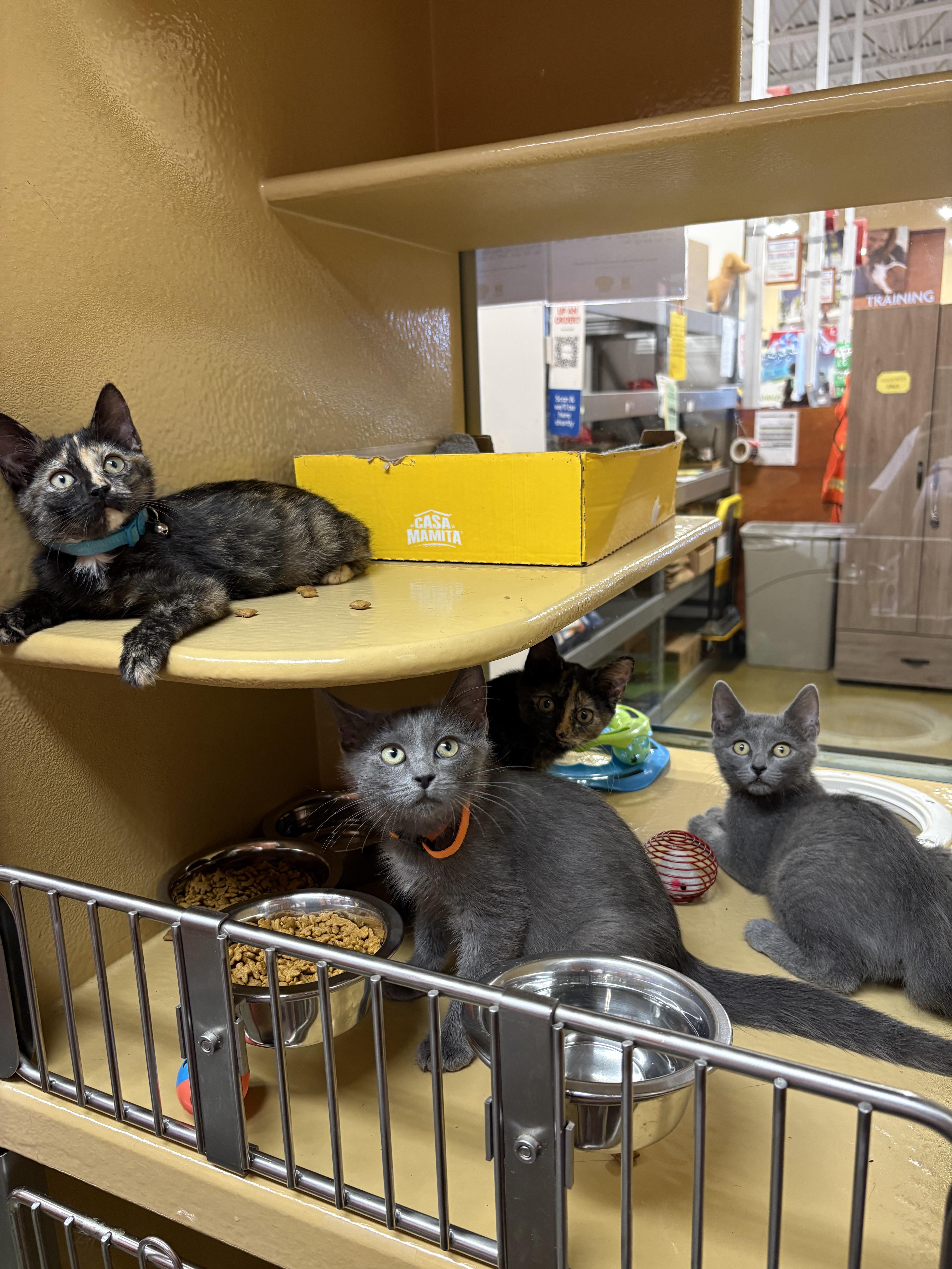 Enlarge Munchkin, a Adoptable Domestic Short Hair in LITTLE MOUNTAIN, SC image 5/5