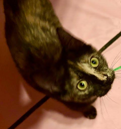 Munchkin, Adoptable, Young Female Domestic Short Hair.