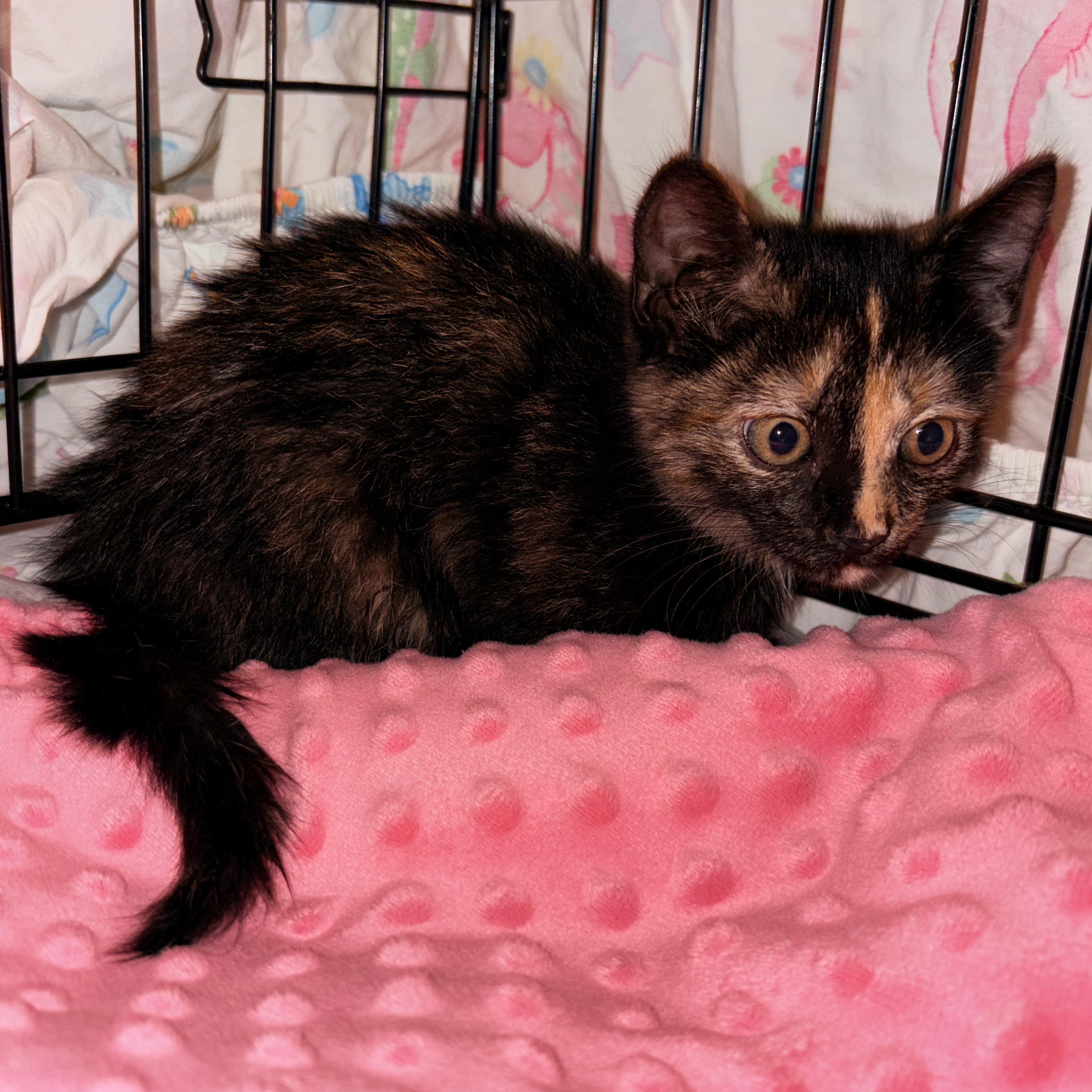 Enlarge Munchkin, a Adoptable Domestic Short Hair in LITTLE MOUNTAIN, SC image 2/5