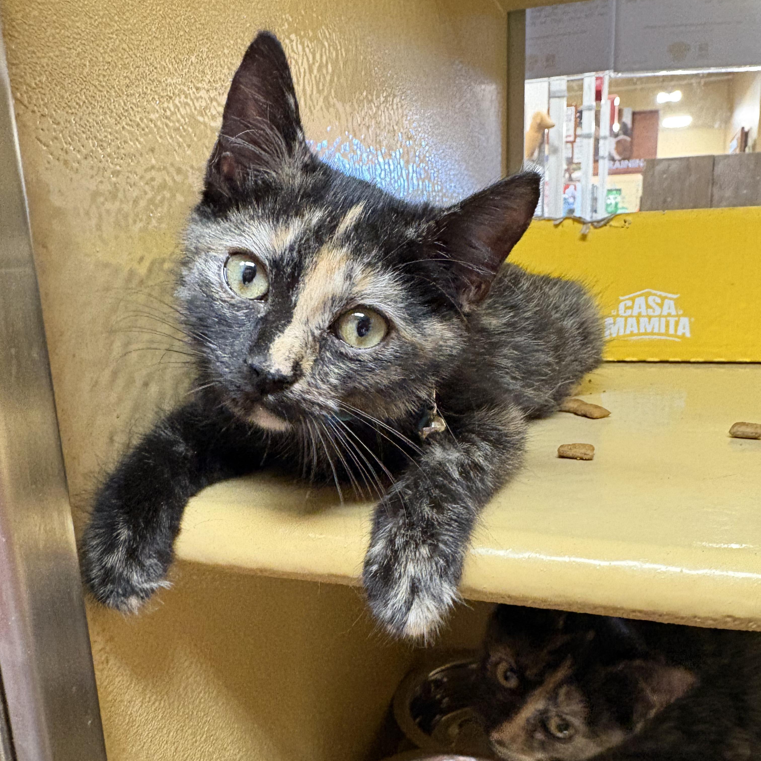 Enlarge Munchkin, a Adoptable Domestic Short Hair in LITTLE MOUNTAIN, SC image 4/5
