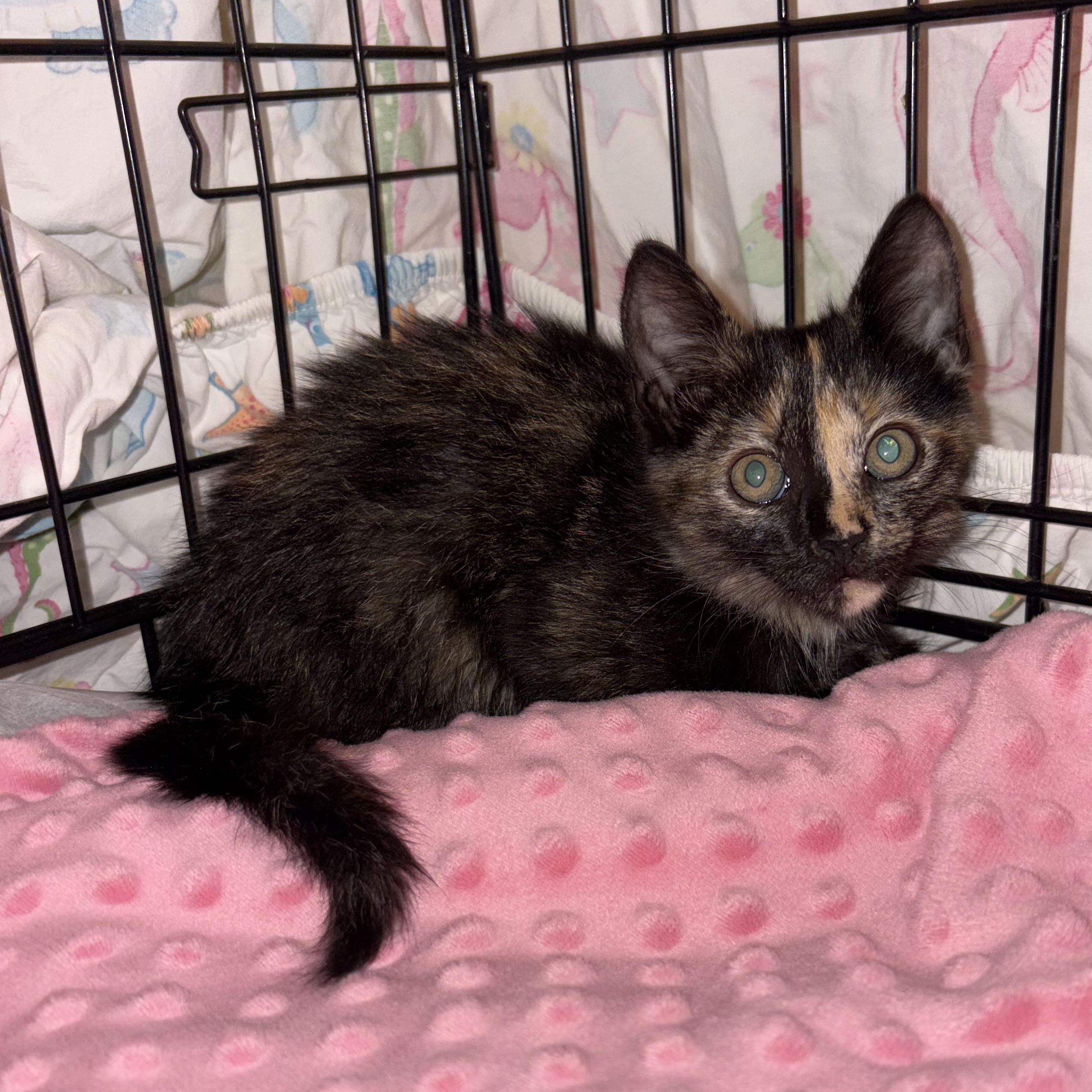 Enlarge Munchkin, a Adoptable Domestic Short Hair in LITTLE MOUNTAIN, SC image 3/5