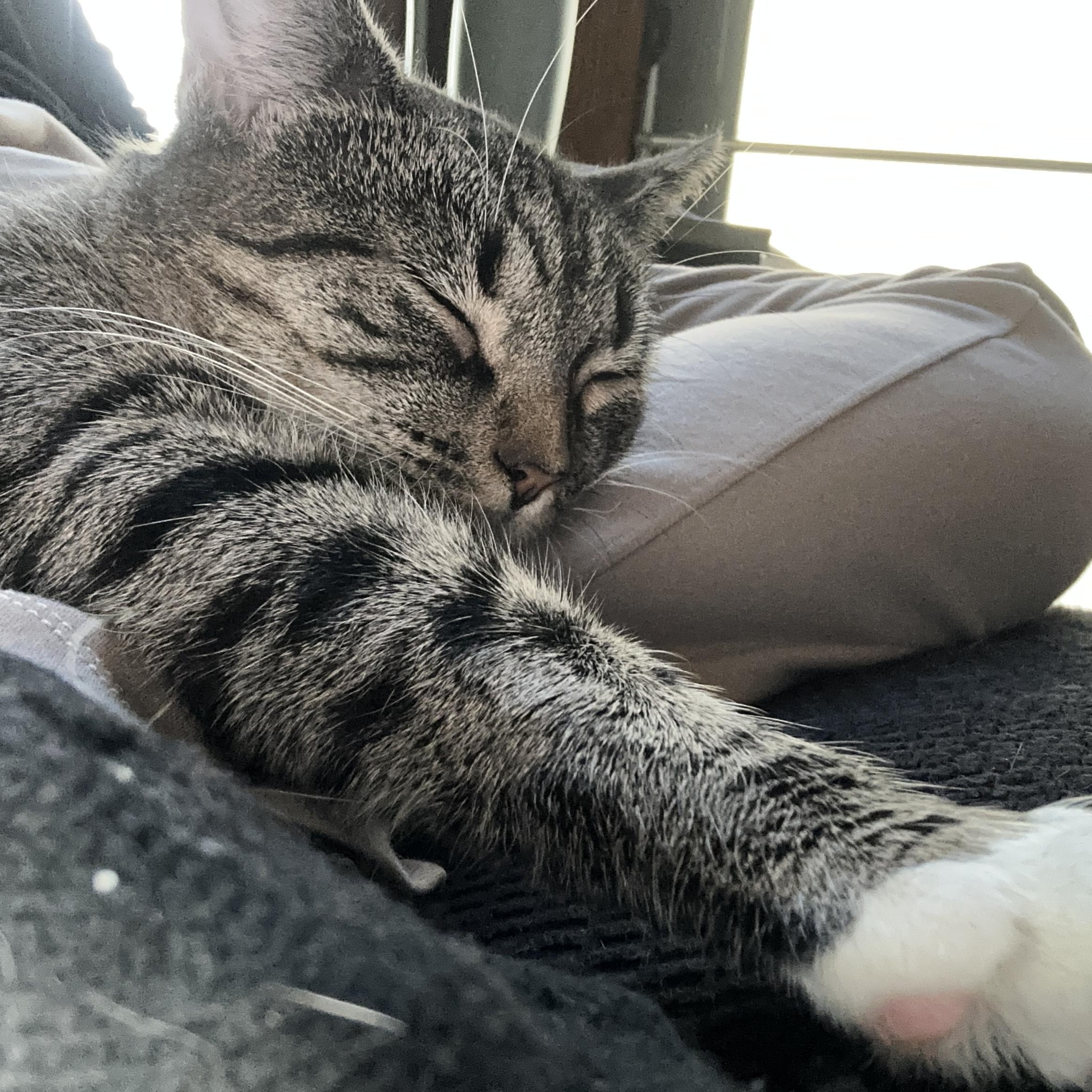 Enlarge Ang, a Adoptable American Shorthair in Flanders, NJ image 4/4