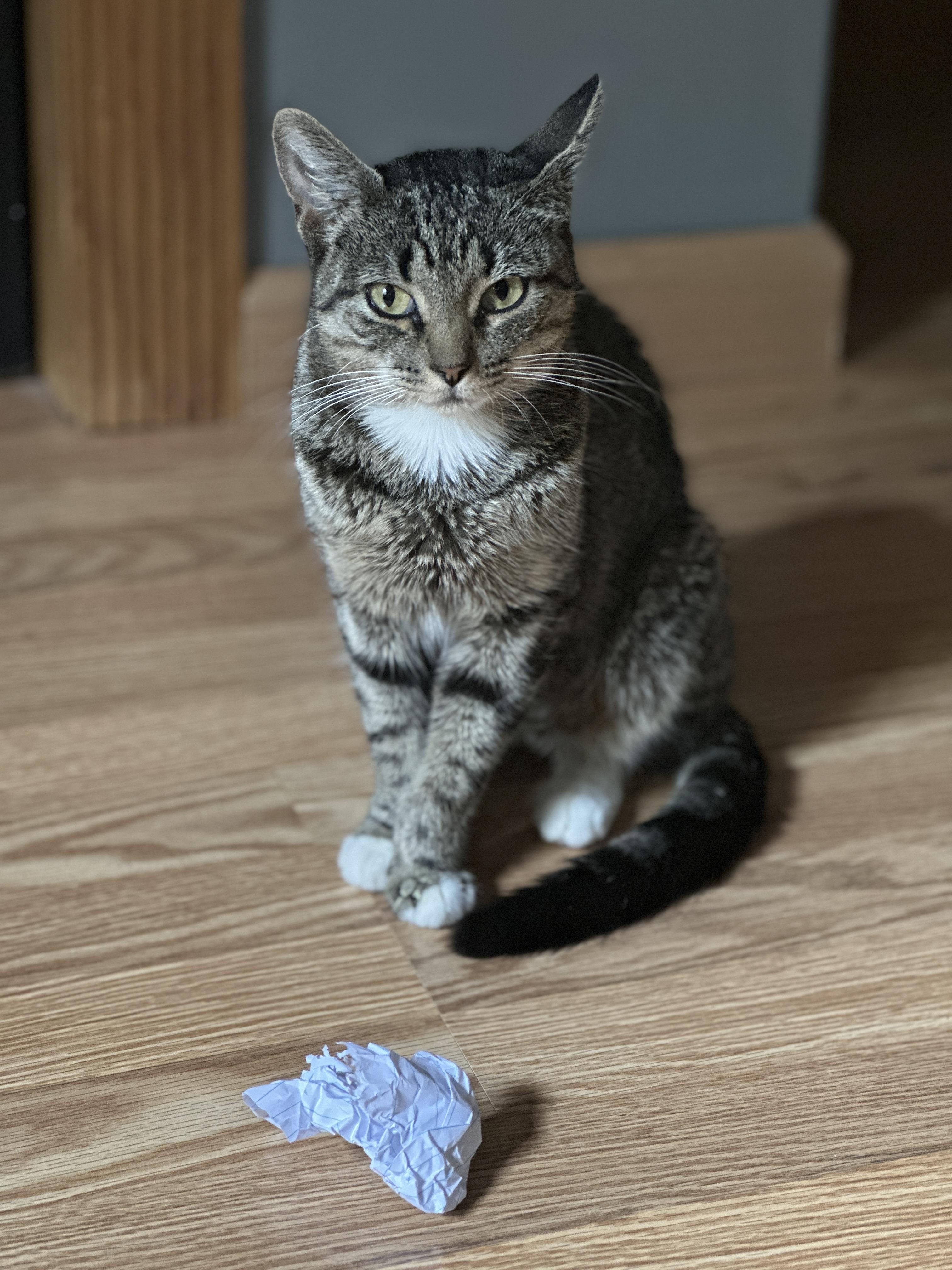 Ang, Adoptable, Young Female American Shorthair.