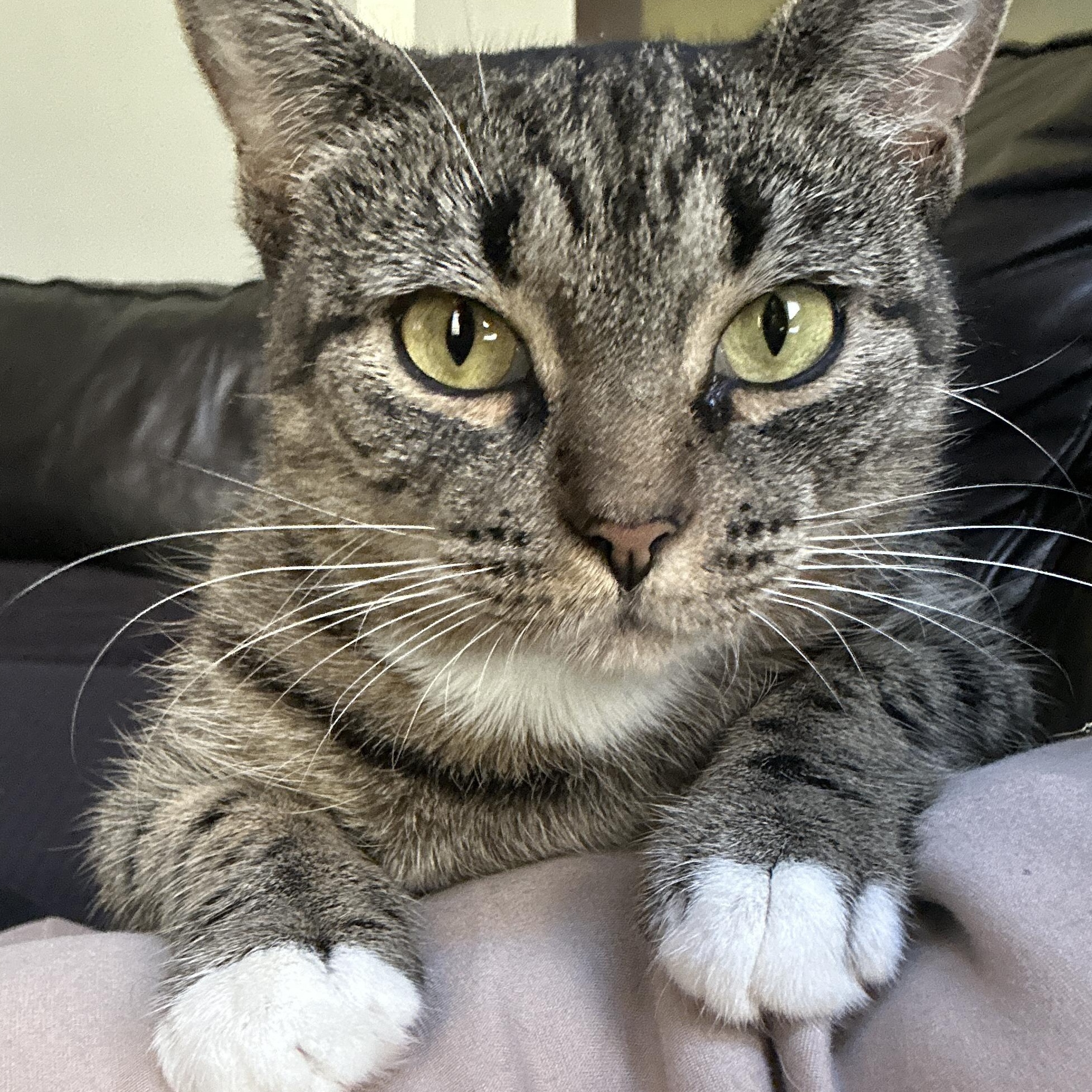 Enlarge Ang, a Adoptable American Shorthair in Flanders, NJ image 3/4