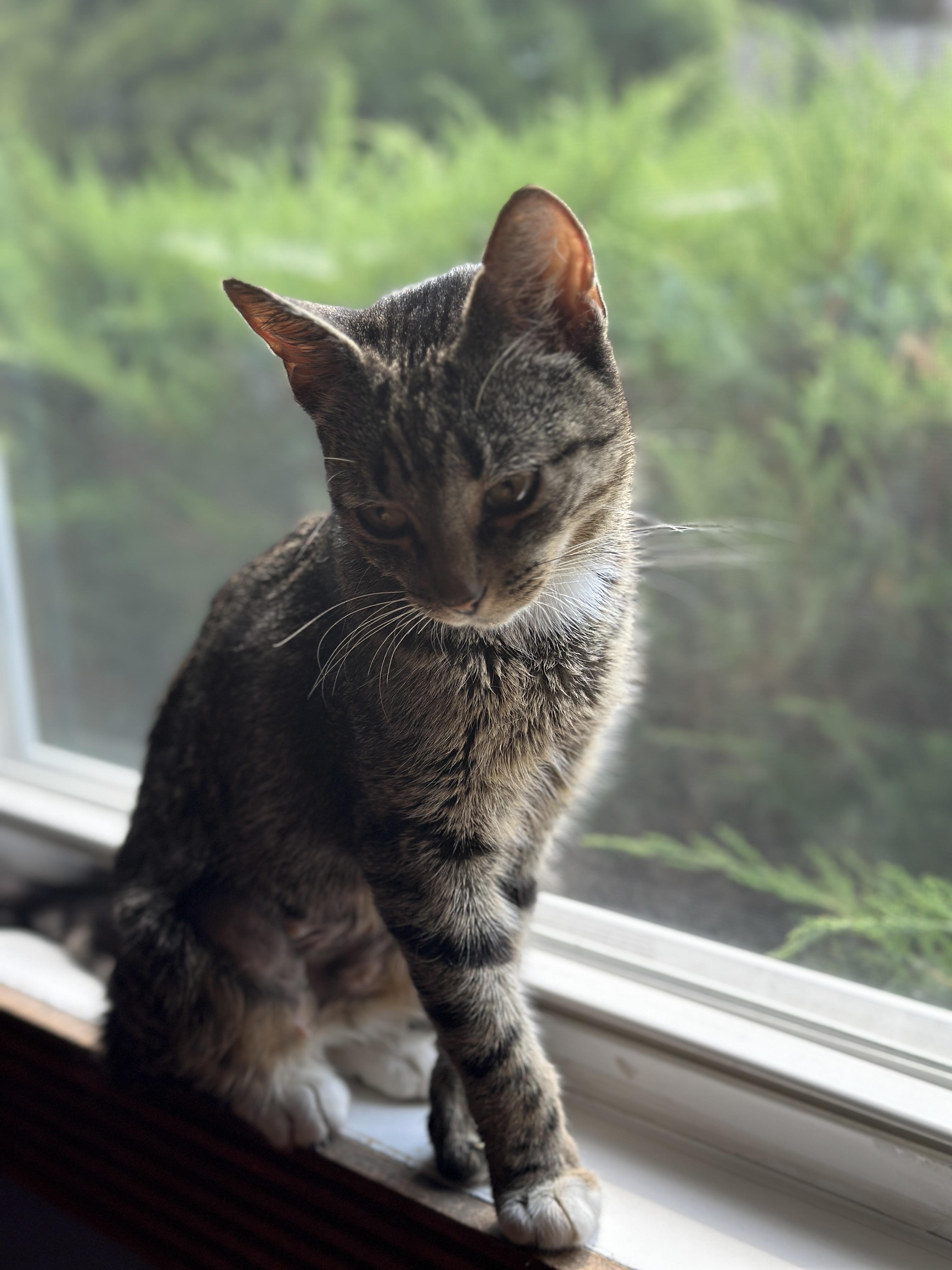 Enlarge Ang, a Adoptable American Shorthair in Flanders, NJ image 2/4