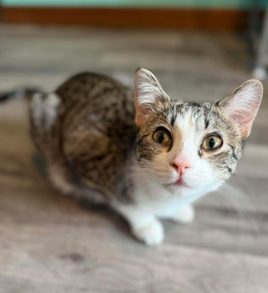 Estelle, Adoptable, Young Female Domestic Short Hair.