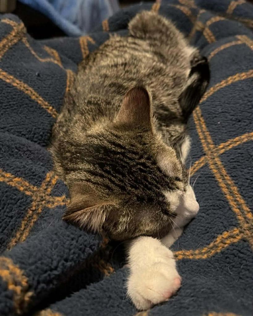 Estelle, a Adoptable mixed breed in Shell Lake, WI image 2/3