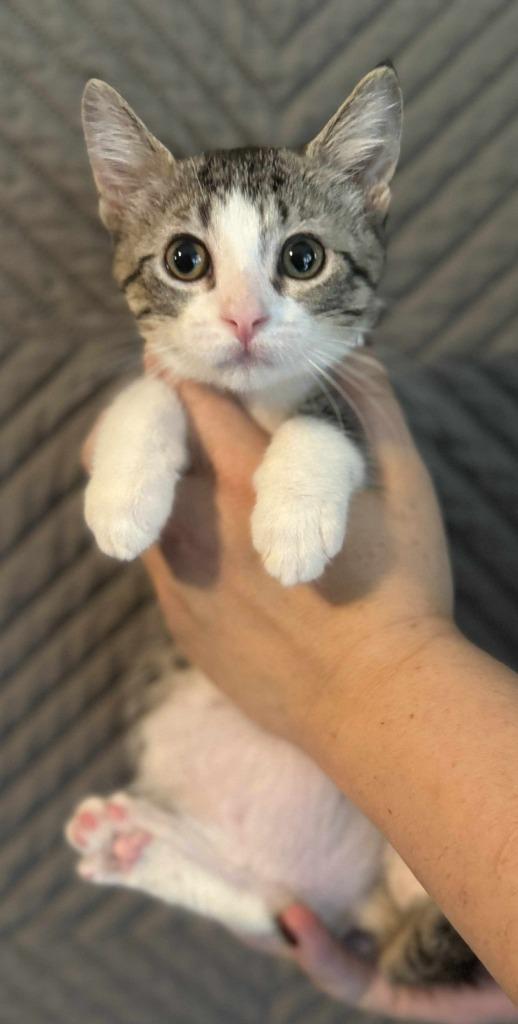 Enlarge Estelle, a Adoptable mixed breed in Shell Lake, WI image 2/2