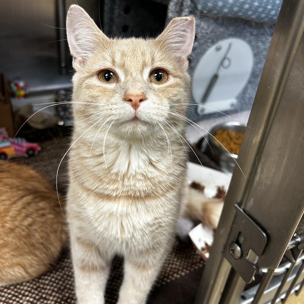 Enlarge Clark Griswald, a Adoptable Domestic Short Hair in Birdsboro, PA image 1/2