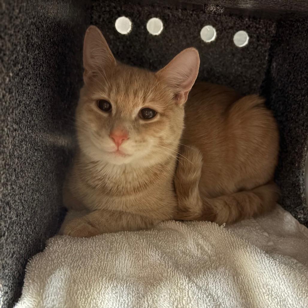 Enlarge Clark Griswald, a Adoptable Domestic Short Hair in Birdsboro, PA image 2/2