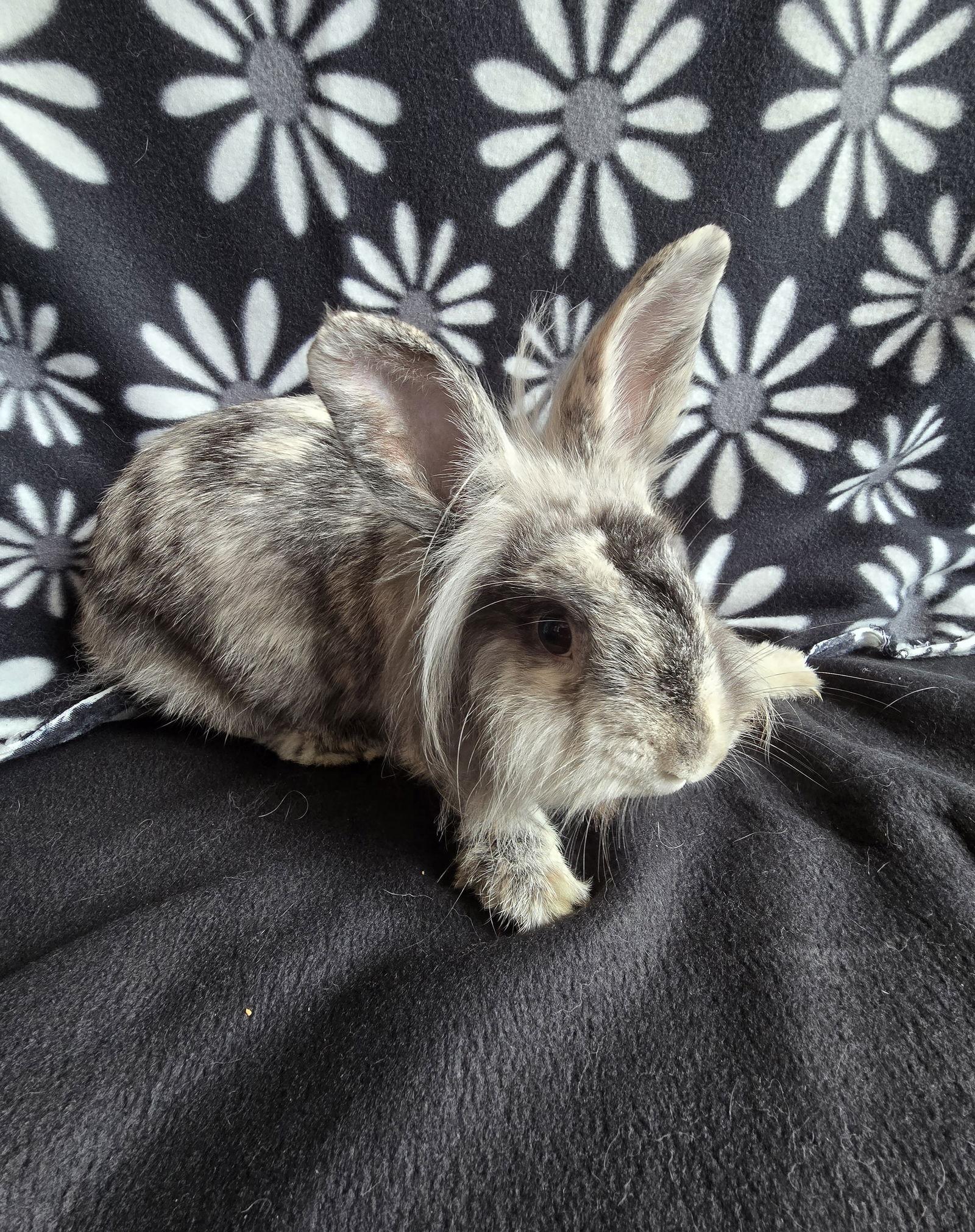 Enlarge Elliot, a Adoptable Lionhead in Philadelphia, PA image 1/3
