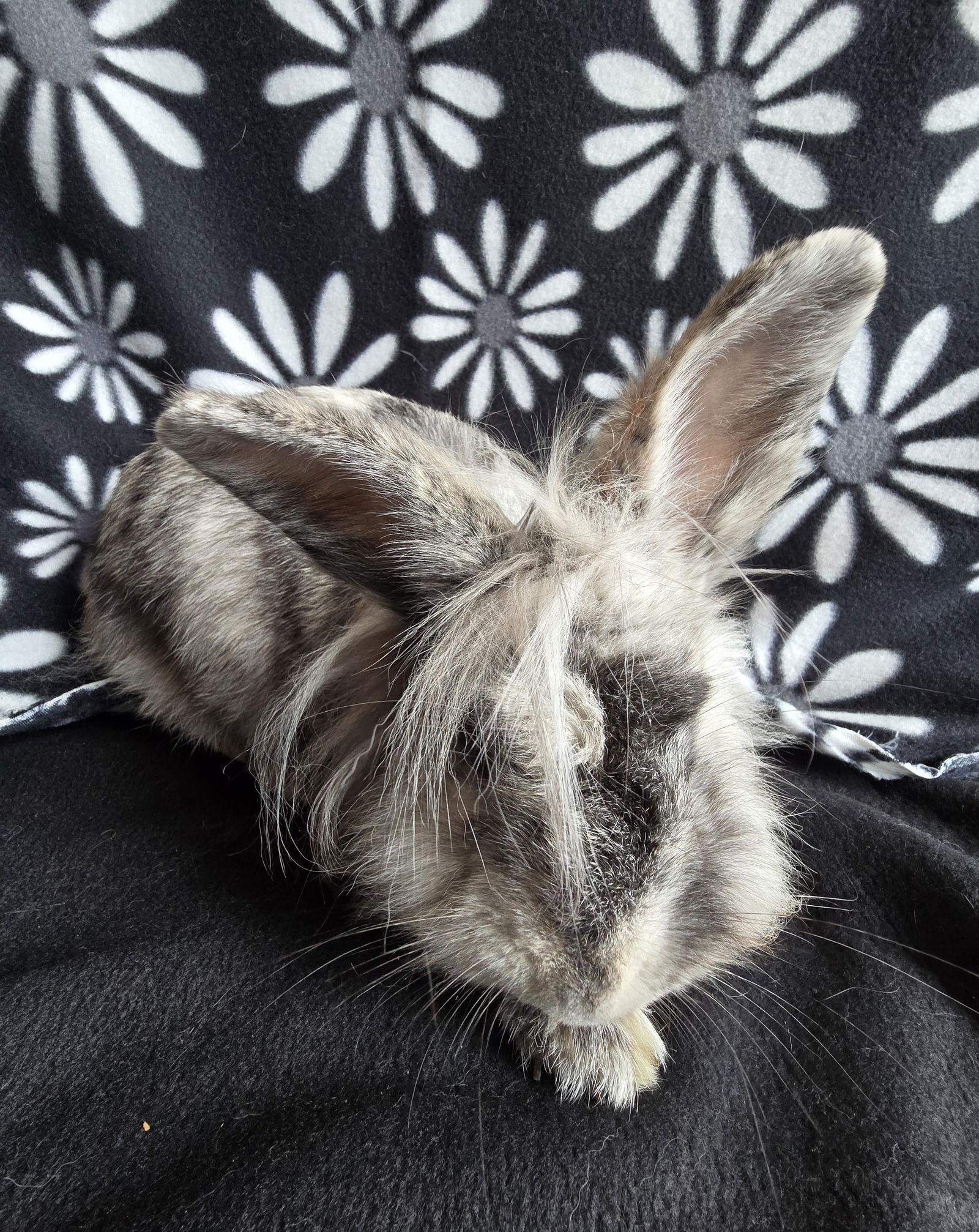 Enlarge Elliot, a Adoptable Lionhead in Philadelphia, PA image 2/3