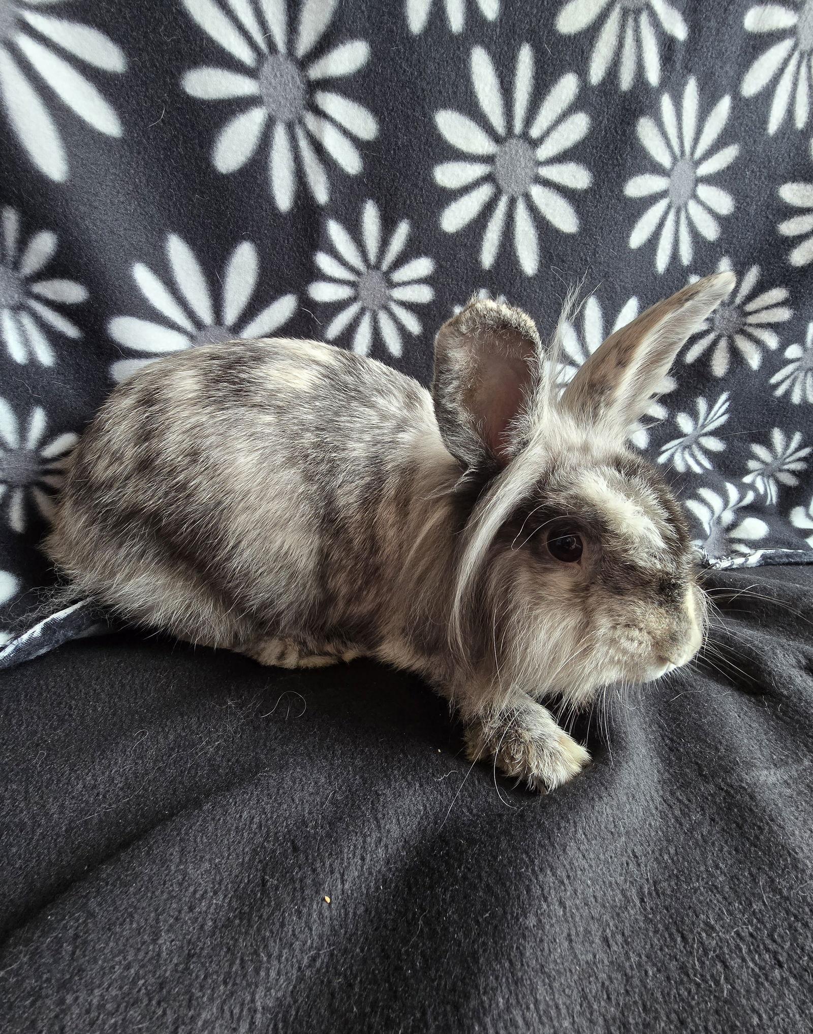 Enlarge Elliot, a Adoptable Lionhead in Philadelphia, PA image 3/3