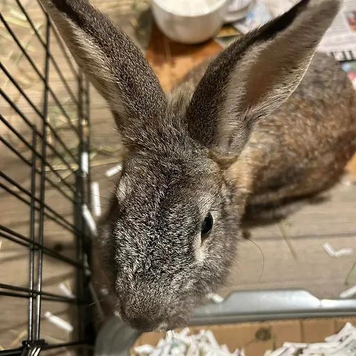 Silverbelle, a Adoptable mixed breed in Paradis, LA image 2/2