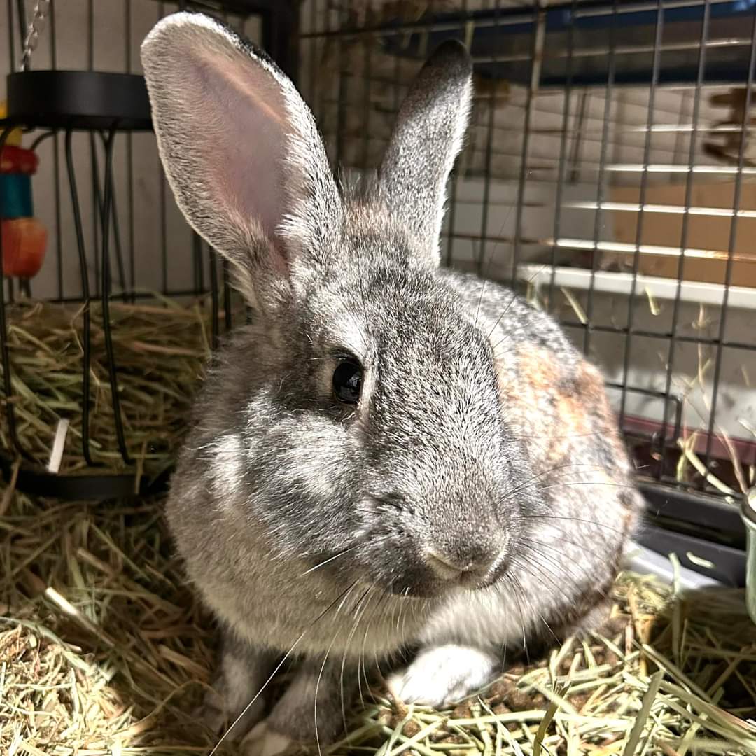 Silverbelle, Adoptable, Senior Female Bunny Rabbit.