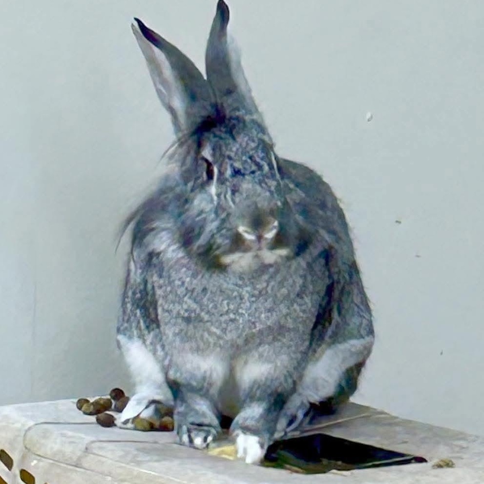 Enlarge Silverbelle, a Adoptable mixed breed in Paradis, LA image 2/4