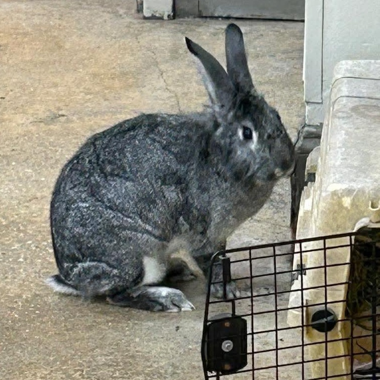Enlarge Silverbelle, a Adoptable mixed breed in Paradis, LA image 1/4