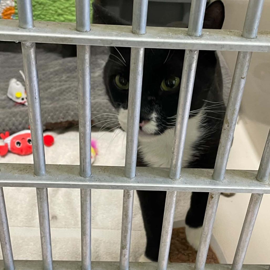 Walker, Adoptable, Young Male Domestic Short Hair.